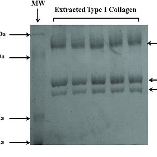 Sds Page Of Type I Collagen Extracted From Five Different Rat Tail