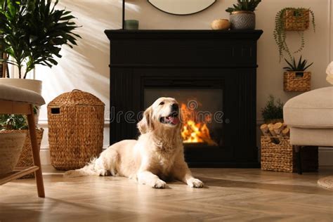 Adorable Golden Retriever Dog On Floor Near Electric Fireplace Indoors