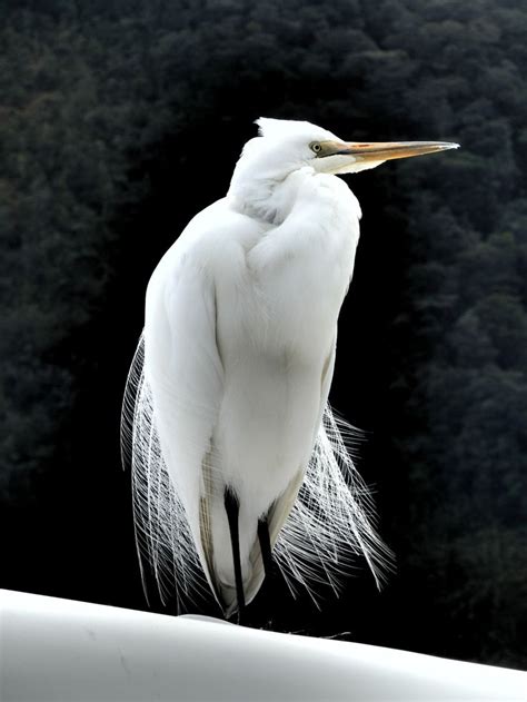 17 Best images about New Zealand Bird photos on Pinterest | Birds, Wings and South island