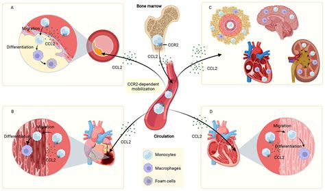 Frontiers Role Of The Ccl Ccr Axis In Cardiovascular Disease