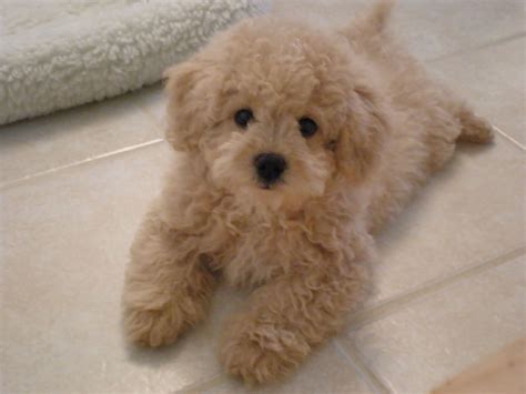 Red Toy Poodle Bichon Frise Mix France Murry