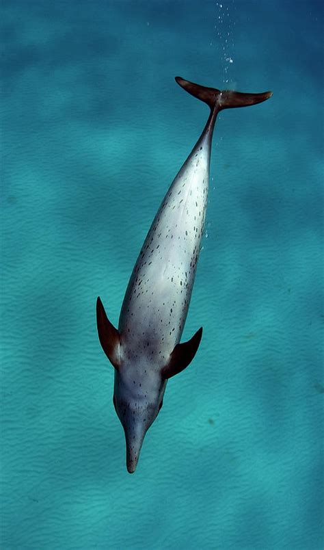 Atlantic Spotted Dolphin Photograph By Todd Mintz Tmintz Ca Fine