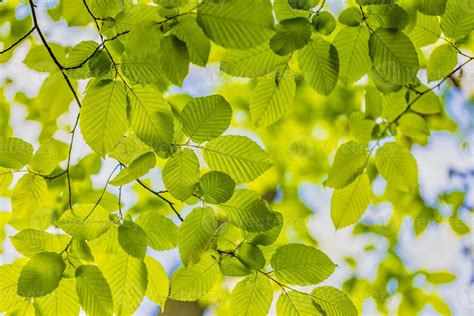 Green Leaves Background Beautiful Nature Of Green Leaf In Garden At