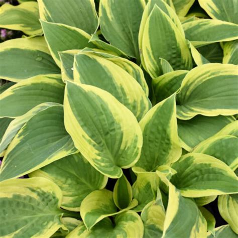 Wide Brim Hosta Ship My Plants