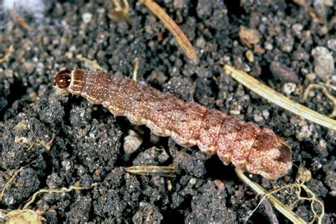 How To Get Rid Of Cutworms In The Garden