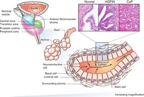 Schematic Of The Prostate From Organ To Glands Ducts And Acini