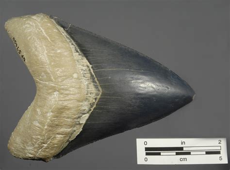 Five Facts Megalodon Research News