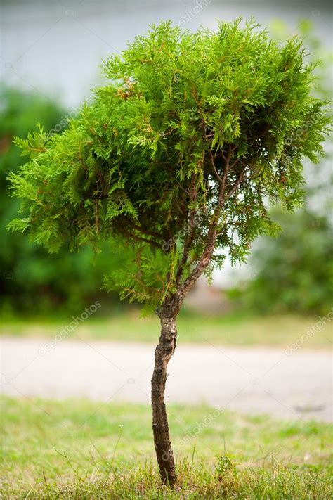 Baby tree — Stock Photo © Xalanx #3808855