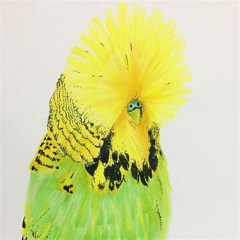 That’s one fluffy budgie 🦜 I did this piece a while back but somehow it ...
