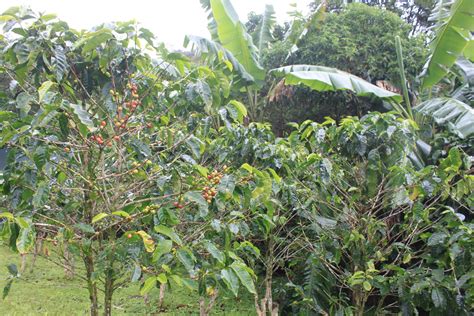 Parti Faire Un Tour Monteverde Plantation De Café Don Juan