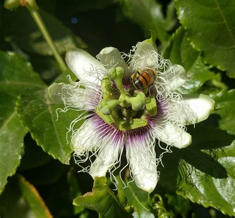 Passion Fruit Best Edible Evergreen Vine Greg Alders Yard Posts