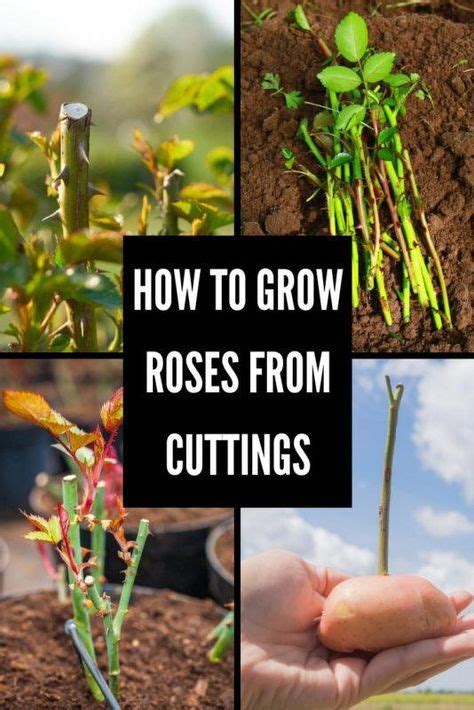 How To Grow Roses From Cuttings Rose Cuttings Growing Roses Rose Garden Design