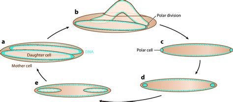 The Epulopiscium sp. type B life cycle. No evidence of binary fission... | Download Scientific ...