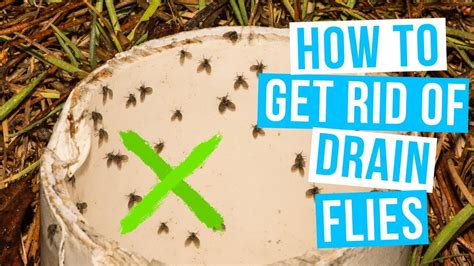 How To Get Rid Of Drain Flies In House And Bathroom Youtube