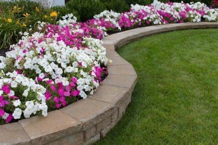 Цветы для клумбы - фото с названиями, каталог многолетних и однолетних ...