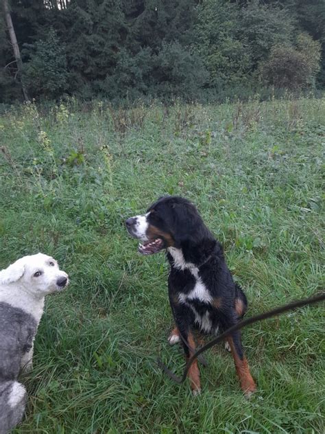 HENRY Berner Sennenhund GSS Mix Geb 06 2019 Nicht Kastriert