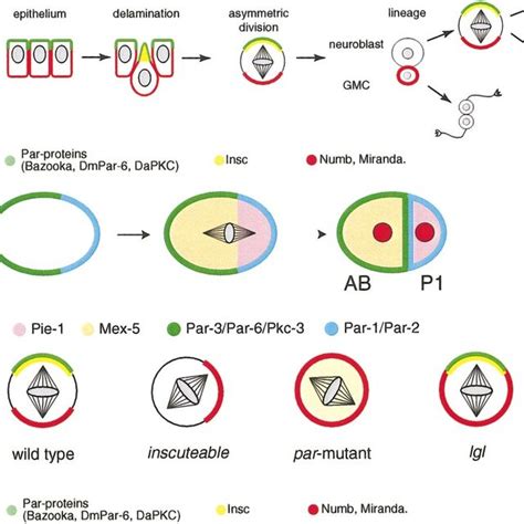 Model Systems For Asymmetric Cell Division A Delamination