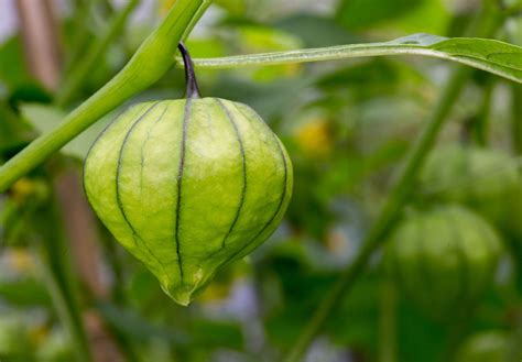 Tomatillo Description Plant History And Uses Britannica