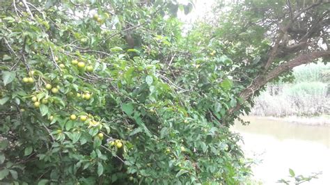 Yellow Wild Plum Tree Mirabelle Plum Delightful Uk Youtube