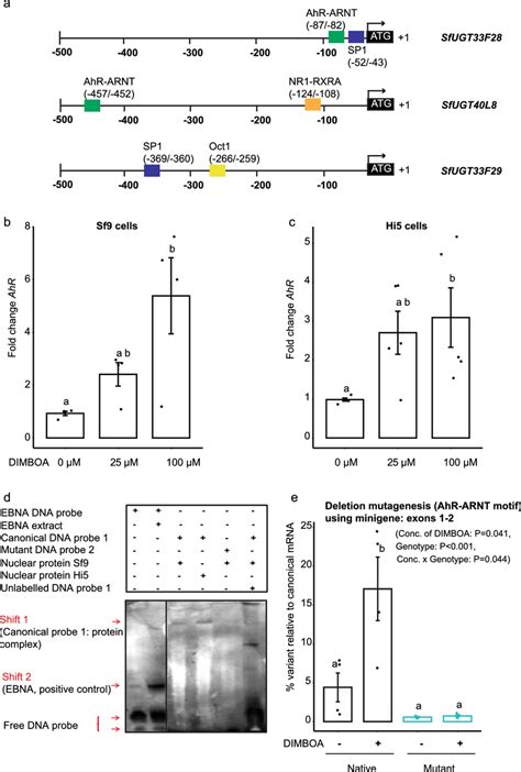 Aryl Hydrocarbon Receptor Ahr Regulates Formation Of Sfugt F