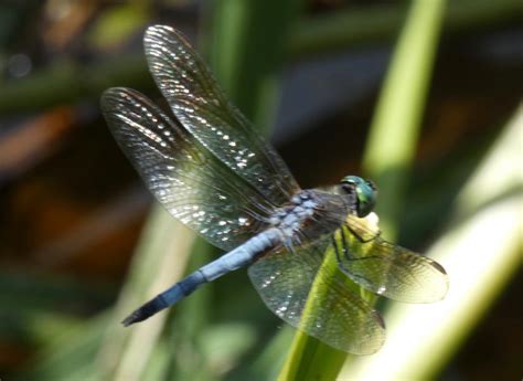 Virginia Fairfax Co Dragonflies Damselflies In July 2 Flickr