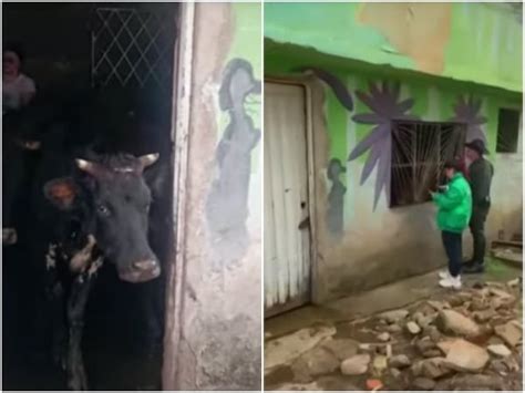 Familia vive con más de 20 vacas dentro de una vivienda y explicaron