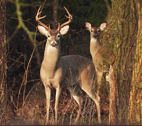 Art Landers Outdoors Wildtail Documentary Recalls One Of Countrys