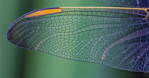 🔥 The intricate patterns on this dragonfly wing 🔥 : NatureIsFuckingLit