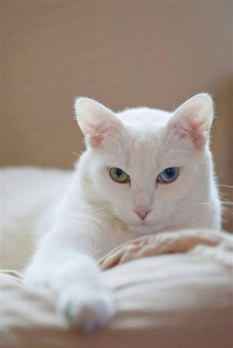 White Cat Breeds With Yellow Eyes - Dogs And Cats Wallpaper