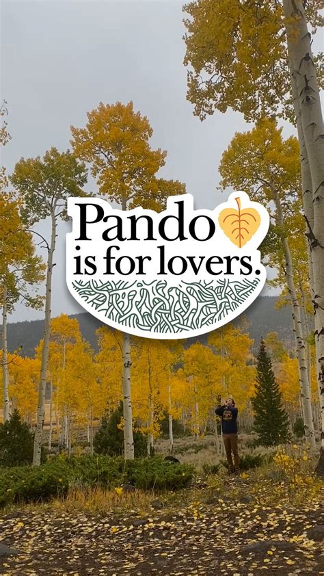 Pando merch! — range native