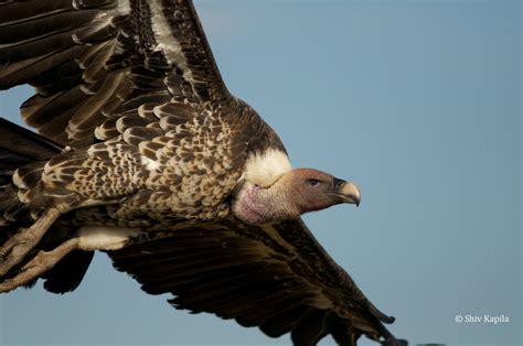 1 Vulture - Ruppell's Vulture Close-up - wildlifedirect