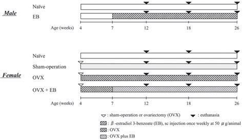 Effects Of Estradiol Treatment And Or Ovariectomy On Spontaneous