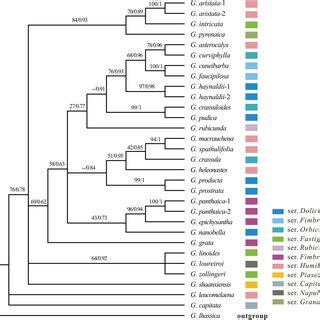 Phylogenetic Tree And Variation Of Plastid Size In Gentiana Section