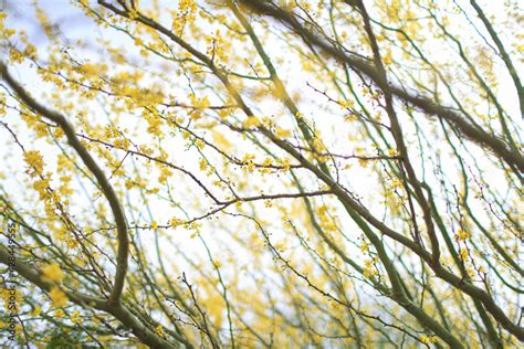 Yellow Flowers Of The Palo Verde Tree El Espinillo Or Cinna Cina In