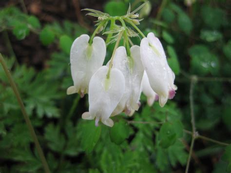 Dicentra formosa 'Aurora' | Rotary Botanical Gardens