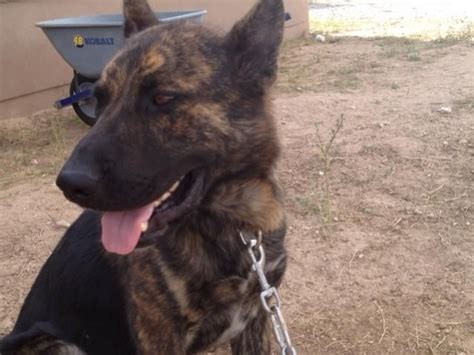 German Shepherd Pitbull Mix With Brindle Black German Shepherd