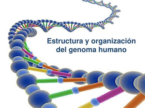 Estructura y Organización del genoma humano Fernando Lopez Martinez