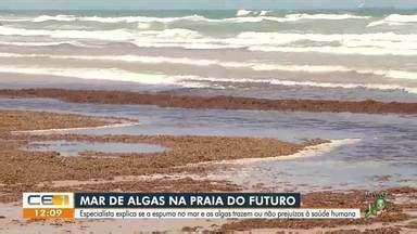 Cetv Edi O Fortaleza Entenda A Presen A De Algas Na Praia Do