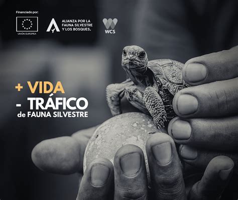 “más Vida Menos Tráfico De Fauna Silvestre” Una Campaña Para