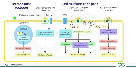 Functions And Types Of Receptor In Cell Signaling Geeksforgeeks