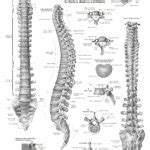Free Printable Anatomy Charts | Anatomy Worksheets 