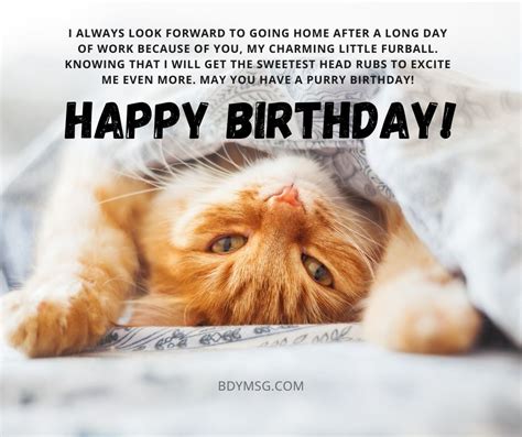 45 Birthday Wishes For Cat Happy Birthday Kitty Bdymsg