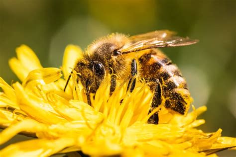 Honey Bee Covered With Yellow Pollen Collecting Nectar From Dandelion