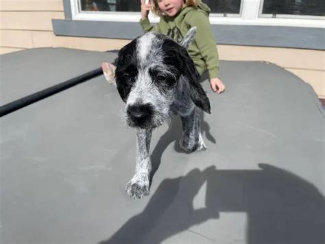 6 German Wirehaired Pointer puppies in Colorado Springs - Puppies for ...