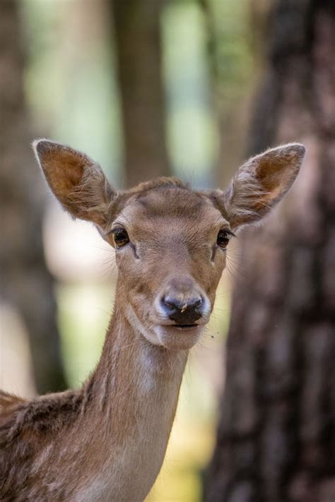 New Forest Wildlife Park Ashurst Hampshire