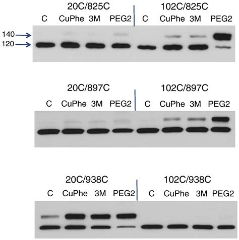 The Topology Of The Cardiac Na Ca Exchanger Ncx Journal Of