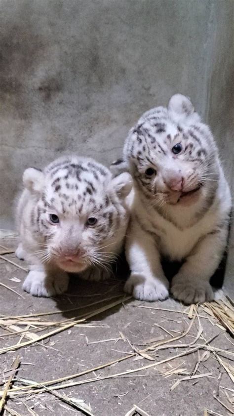 【公開予定日（更新版）】ホワイトタイガー双子の赤ちゃん誕生！！宇都宮動物園