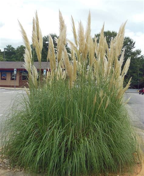 Pampas Grass Pampas Grass, Herbs, Gardening, Plants, Feather Reed Grass, Lawn And Garden, Herb ...