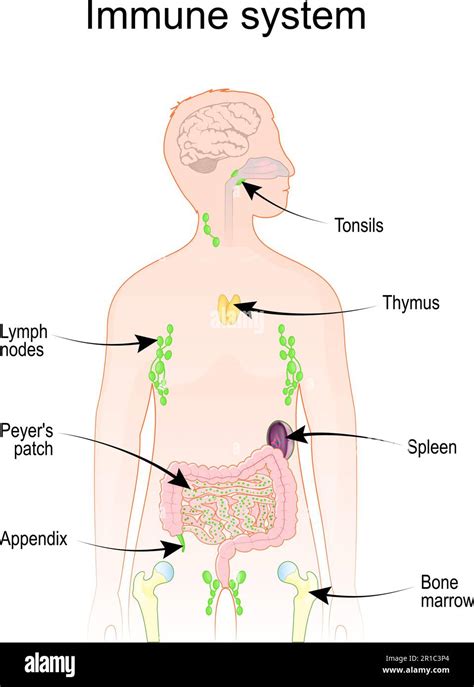 Immune And Lymphatic Systems Human Anatomy Human Silhouette With Internal Organs Vector