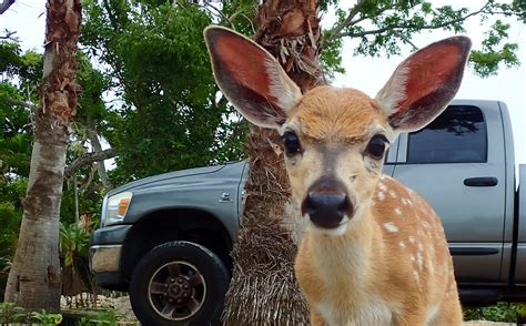 ENDANGERED KEY DEER SHOT ON SUGARLOAF KEY